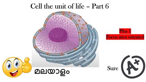 Plus One Botany Focus Area Botany Cell The Unit Of Life Part 6