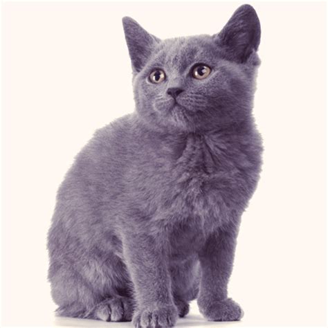 chartreux cats choosing  cat breed  suits  petcarerxcom
