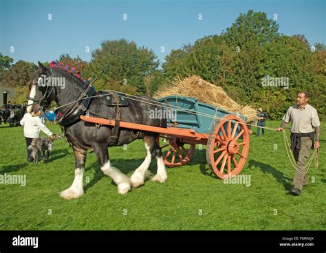 Sussex Museum Shire Horse And Cart With Straw In Stock Photo Alamy