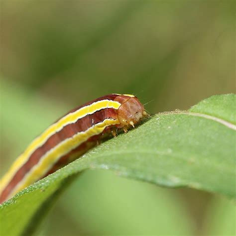 Trichordestra Legitima Striped Garden Caterpillar Flickr