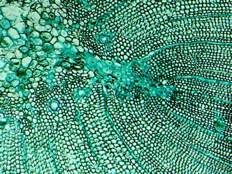 Microscope Art Microscope Pictures Microscopic Cells