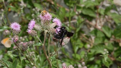 See full list on wikihow.com How to Kill Canada Thistle With Lontrel | Garden Guides