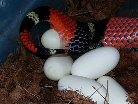 Tricolor Hognose Laying Eggs Beautiful Snakes Egg Laying Tri Color