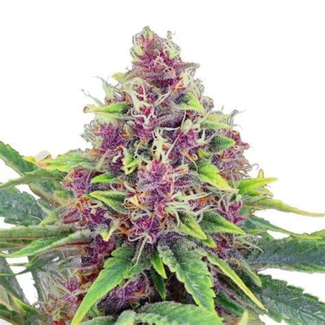 Blueberry Autoflower Seeds Foli Farms Llc Cannabis
