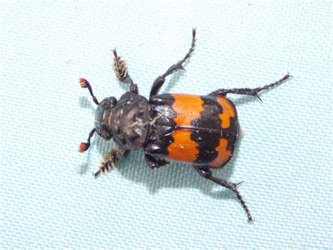 Sexton Beetle Nicrophorus Investigator British Nature Guide