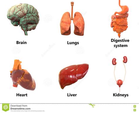 Das folgende bild zeigt wichtige innere organe im. Search Results for "Abbildung Menschlicher Krper Organe ...