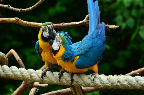 Free Photo Parrot Yellow Breasted Parrot Yellow Macaw Ara Bird
