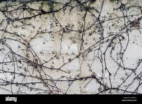 Skeletons Of Old Vines Creeping Along A Wall Stock Photo Alamy