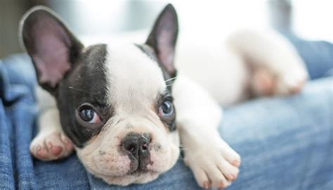 How Much Does The Average Puppy Cost Within The First Year Animals
