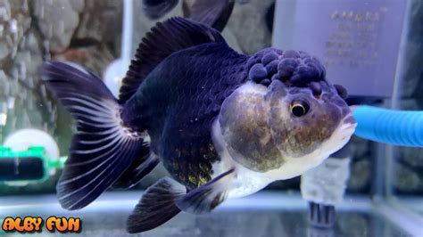 Ikan Koki Oranda Panda Si Gembul Paling Lucu - YouTube