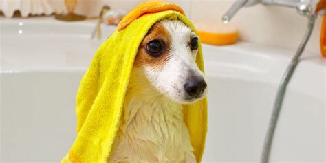 Removes the loose hair from shedding. How Often Should You Bathe a Short-Haired Dog?