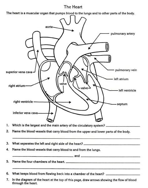 Circulatory System Worksheets Free