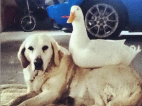 Duck Sitting On Dog Proves Best Friends Are Forever Photos Huffpost