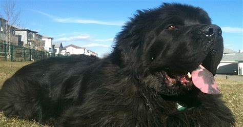 They take up space, they eat a lot, and they tend to drool. The Five Most Popular Black Dog Breeds