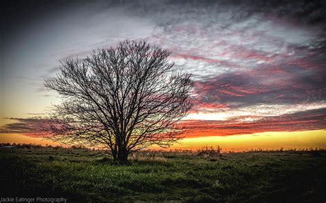 Lone Tree At Sunset Photograph By Jackie Eatinger Fine Art America