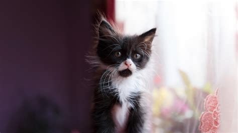 Kitten Feline Indoors Catling 1080p Persian Cat Domestic Young