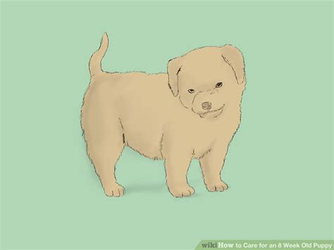 This gives your puppy a chance to learn how to interact with other dogs by playing with her siblings. How to Care for an 8 Week Old Puppy (with Pictures) - wikiHow