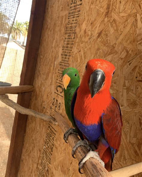 Solomon Island Eclectus Arizona Parrots Cove Breeder Of Conure