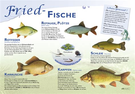 Friedfische Fische Lehrtafeln Natur Im Bild Lehrtafeln Für Natur