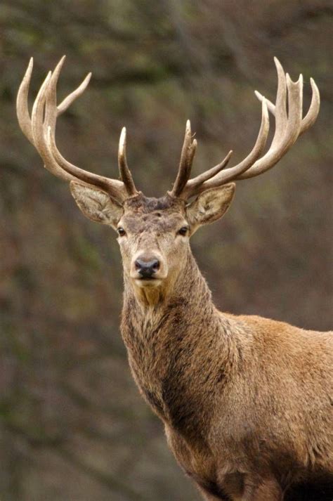 Red Stag Portrait By Andybeattiephotography In 2020