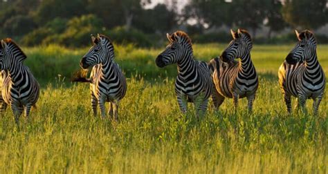 Zebra Habitat Hm Safaris