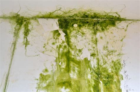 Dealing With Mold In The Home