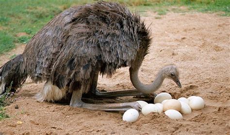 Which Bird Lays The Largest Egg Facts You Might Not Know