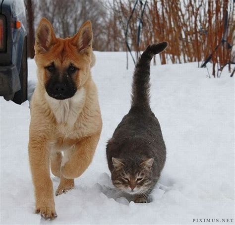 Dog And Cat Best Friends Animals