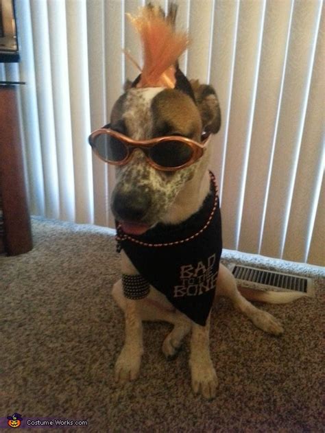 Diy Punk Rocker Dog Costume Photo 22