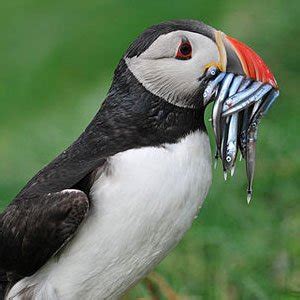 Has our puffin facts inspired you to check out the super seabirds for yourself? Atlantic Puffin | The Animal Facts