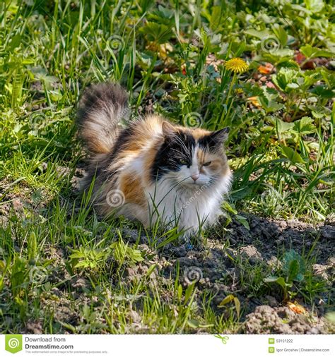 Tricolor Cat Stock Photo Image Of Walking Tricolor 53151222