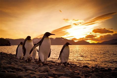 King Penguin Penguin Love Cute Penguins Penguin Craft Sunrise Photos Sunrise Sunset Power