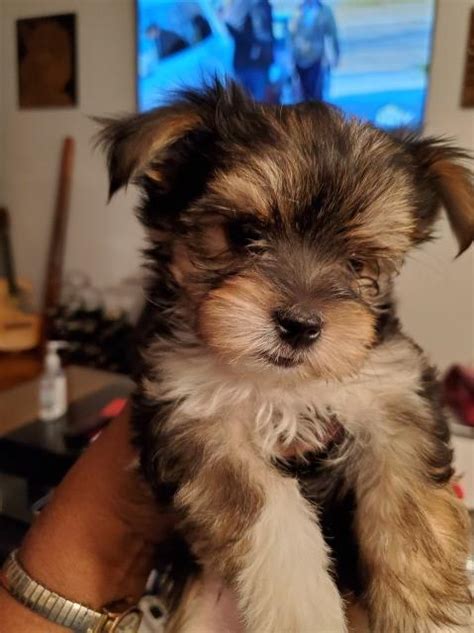 Lancaster puppies advertises puppies for sale in pa, as well as ohio, indiana, new york and other states. Morkie puppy dog for sale in Cleveland, Ohio