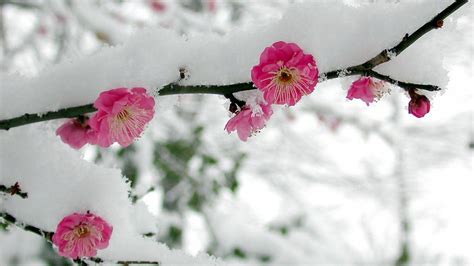 25 Snow Wallpapers Backgrounds Images Pictures