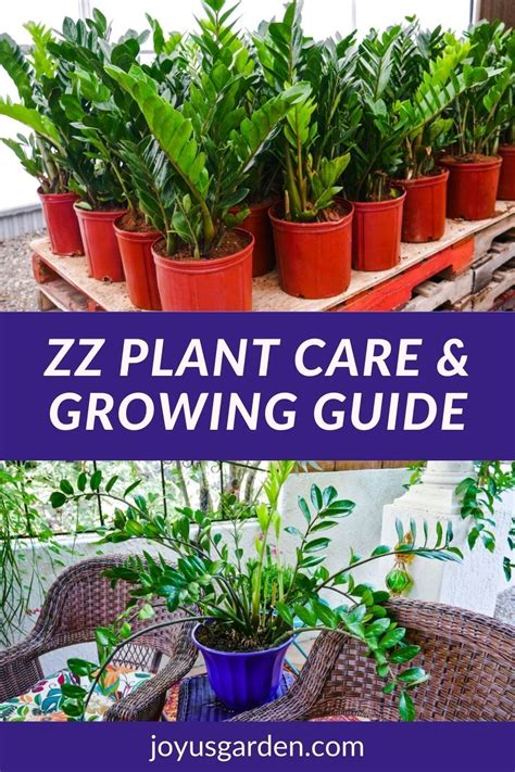Zz Plant Care Tips A Tough As Nails Glossy Houseplant In 2021 Easy