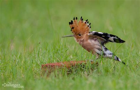 The Hoopoe Birds And Blooms