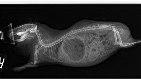 Avery X Rays These Are Averys Satin Guinea Pig Baseline Flickr