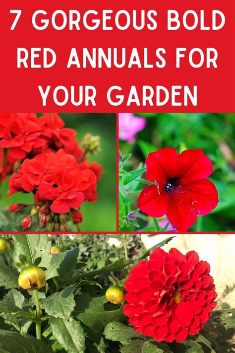 7 Gorgeous Bold Red Annuals For Your Garden Gardening Sun