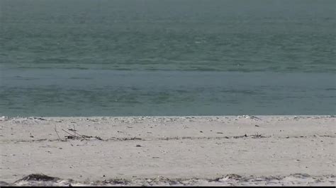 Health Alert For Sarasota County Red Tide Present In The Gulf