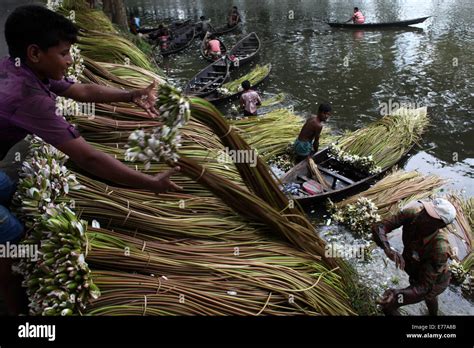 Dhaka Bangladesh 8th Sep 2014 Farmer Processing Water Lily To Sell