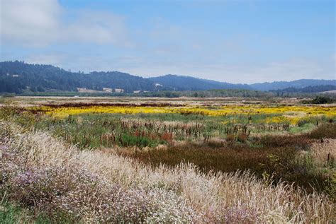 Coastal Wetland 2 Humboldt Bay National Wildlife Refuge Richard