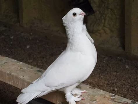 Seraphim Pigeon Origin Appearance Behavior Care And More