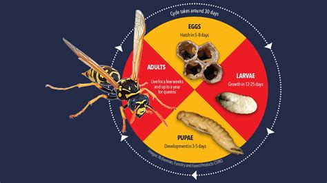 The Lifecycle Of A Wasp Tullys Pest Control