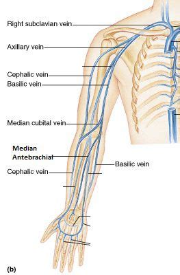 It is the longest vein in the body. Veins of the Arm | Arm veins, Anatomy, Arteries, veins