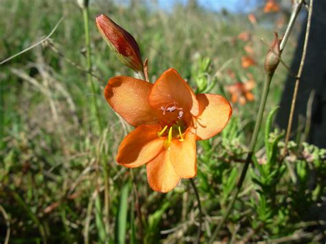 African Plants A Photo Guide Tritonia Securigera Aiton Ker Gawl