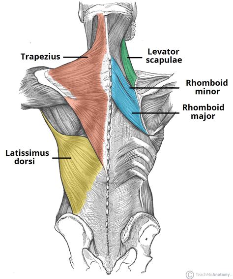 High Back Muscles Diagram Latissimus Dorsi Pain Symptoms Causes And