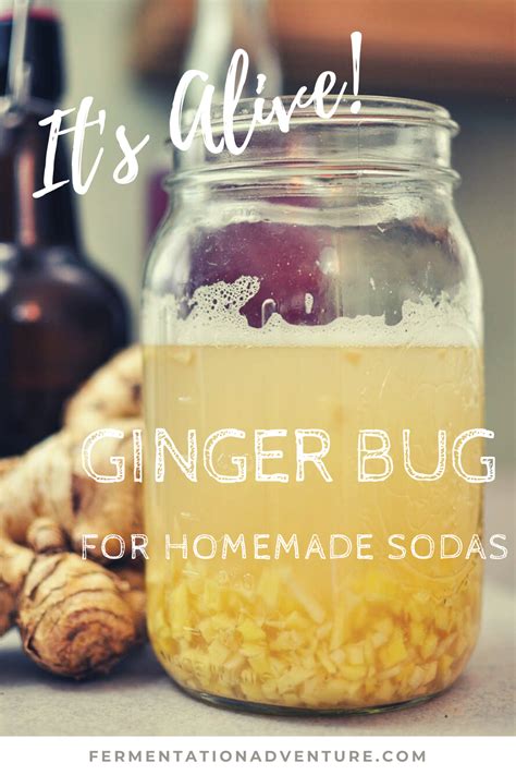 Ginger Bug For Homemade Sodas Its Alive Homemade Soda Ginger Bug