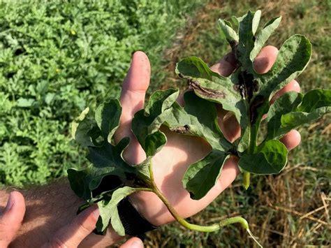 Watermelon Update May Panhandle Agriculture