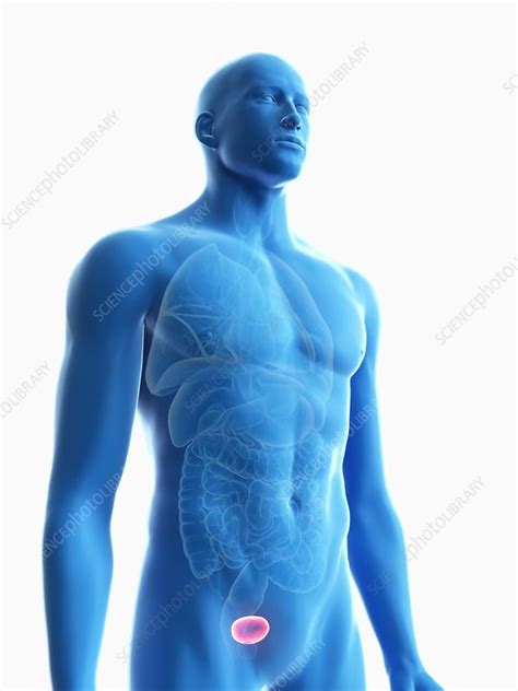 Illustration Of A Man S Bladder Stock Image F023 6224 Science Photo Library