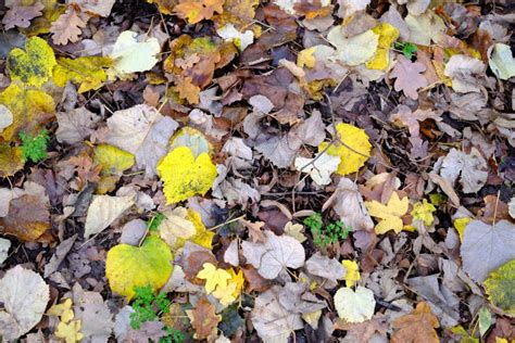 Close Up Of Colorful Autumn Leaves On The Ground Stock Photo Image Of